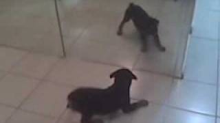 Rottweiler 2 1/2 months