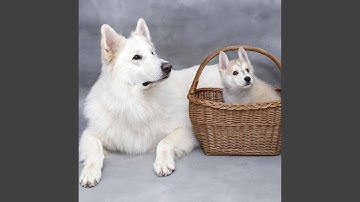 Casual Backdrops for Lazy Doggo