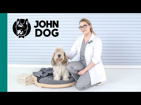 Wideo: Jak Karmić Psy W Ciąży