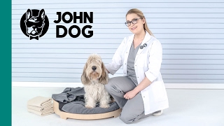 Ciąża u psa - ZDROWIE PSA - John Dog