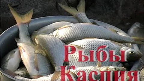 Каспийская вобла и вырезуб (кутум). Проходные рыбы Каспия. Рыбы отряда карпообразные.
