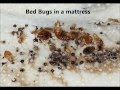 How To Look For Bed Bugs