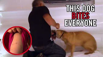 How to Stop A Fearful Dog From Biting
