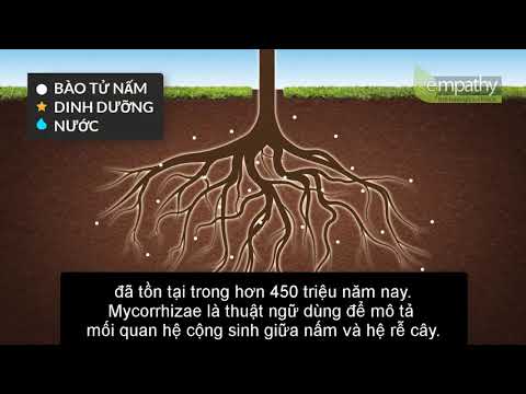 Video: Mycorrhizae là gì: Tìm hiểu về nấm và cây trồng trong cây