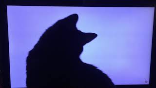Dave the Cat Loves Watching Cat Videos - Gaming Palooza Empire