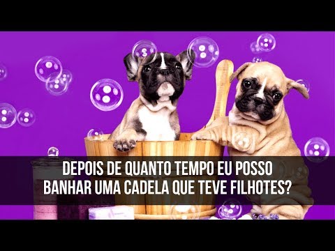 Vídeo: Como criar um periquito de estimação