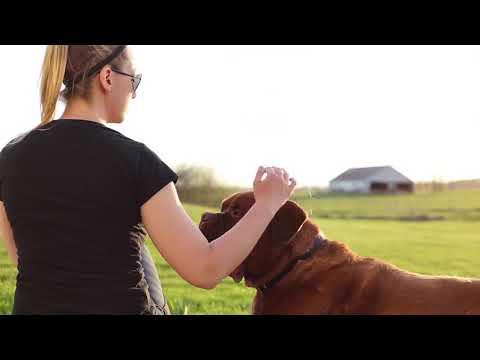 Корм Royal Canin Giant Puppy