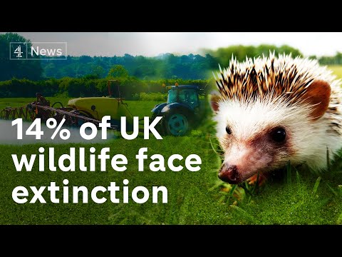 Video: Over The Past 25 Years, Areas Of Unspoiled Nature Have Declined By 10 Percent - - Alternative View