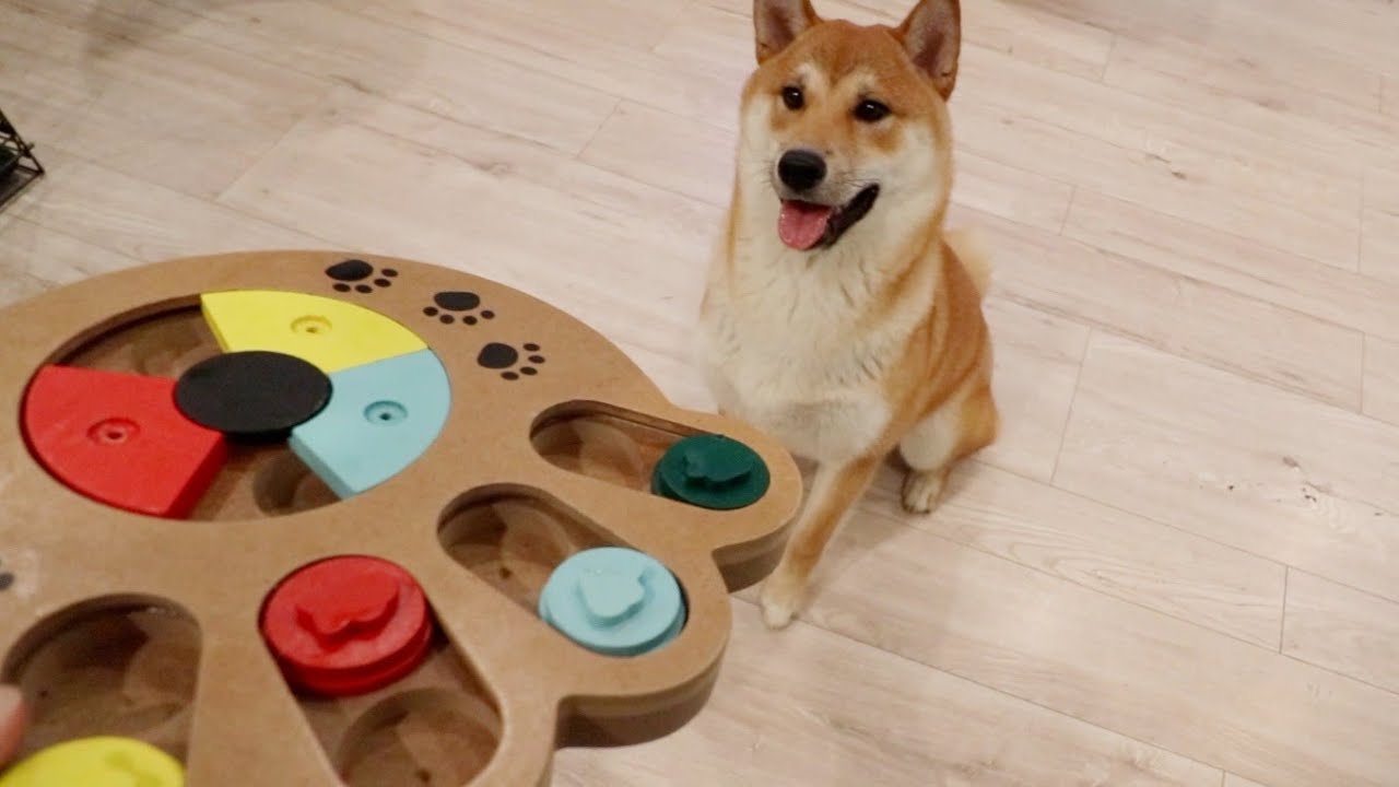 Want a Canine Einstein? Here are 8 Interactive Toys and Puzzles to Help  Improve Your Dog's IQ