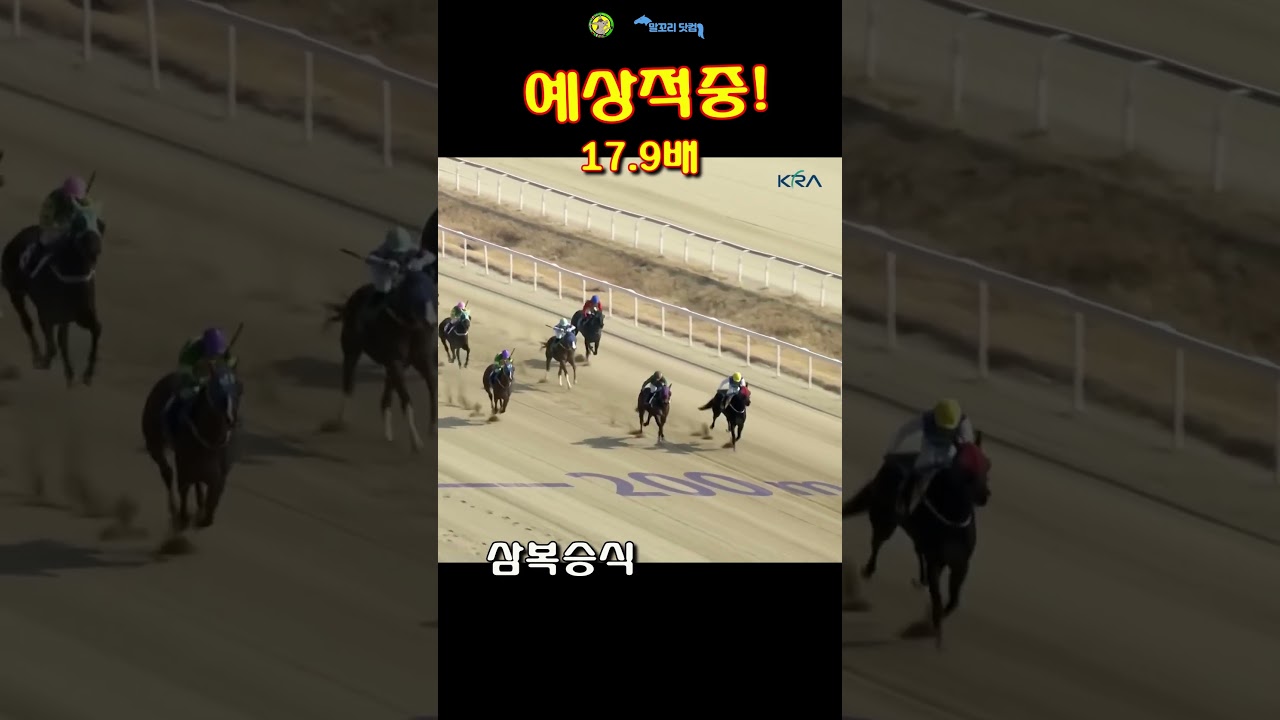 말꼬리 AI경마 예상적중! 17.9 배 2월13일 부경3경주 쌍승식 #ai경마 #경마 #horse #경마예상