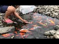 Find Japanese Koi Fish and Underwater Toys | Stingray, Shrimp, Crab, Lobster, Mutant Goldfish