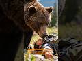 Bear Safety Tips That Actually Save Lives #shorts #wilderness #survival