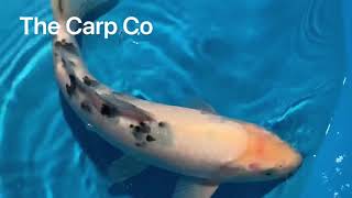 12 30Cm Male Shiro Bekko - Y0503U