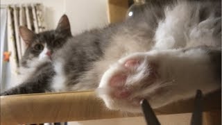 肉球周りの毛をカットされる猫 ノルウェージャンフォレストキャットCut the pad's hair.Norwegian Forest Cat.