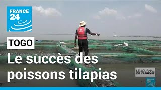 Togo : le succès des poissons tilapias • FRANCE 24