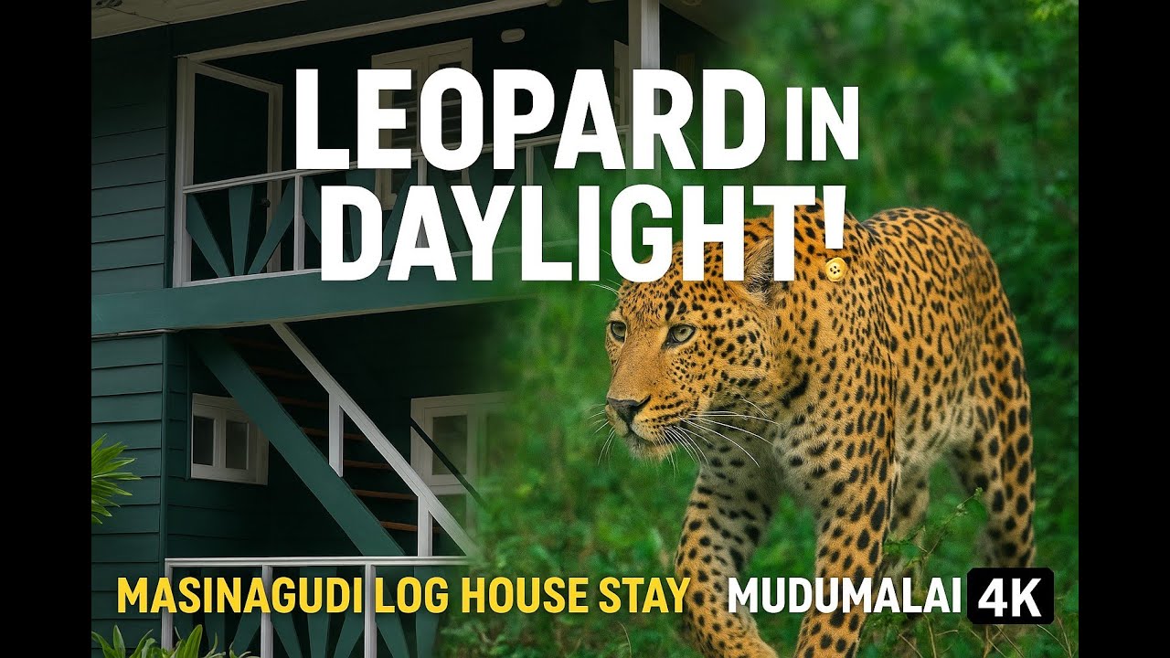 Daytime Leopard Sighting | Masinagudi Log House | Mudumalai (4K) | Affordable Forest stay