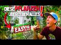 Frühling = Gartencenter-Zeit 🌞 Die besten pflegeleichten Zimmerpflanzen für dein Zuhause!