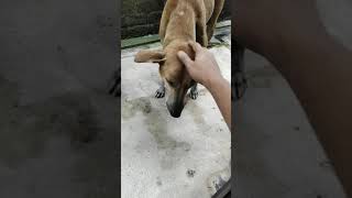 Street Dog Wants To Love