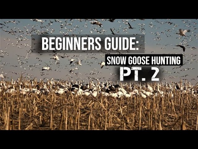 Learn to Hunt: Snow Geese 