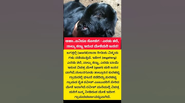 ಆಹಾ..ಏನಿದೂ ಸೋಜಿಗ - ಎರಡು ತಲೆ, ನಾಲ್ಕು ಕಣ್ಣು ಇರುವ ಮೇಕೆಮರಿ ಜನನ!