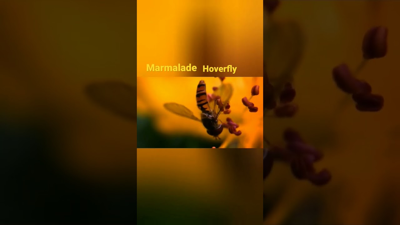 Marmalade Hoverfly 