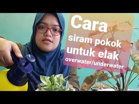 Video: Bagaimana Cara Menyiram Ficus? Berapa Kerap Anda Mesti Menyiramnya Di Rumah Selepas Pemindahan? Bagaimana Cara Menyembur Dengan Betul? Bagaimana Cara Menyelamatkan Ficus Yang Telah
