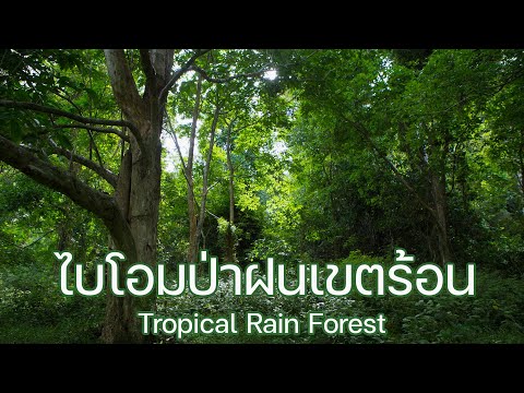 ไบโอมบนบก EP.1 | ไบโอมป่าฝนเขตร้อน (Tropical Rain Forest) HD
