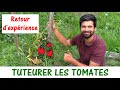 Tuteurer les tomates  retour dexprience