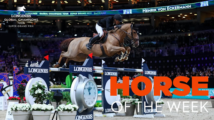 Horse of the Week: GC Prague Playoffs | King Edward