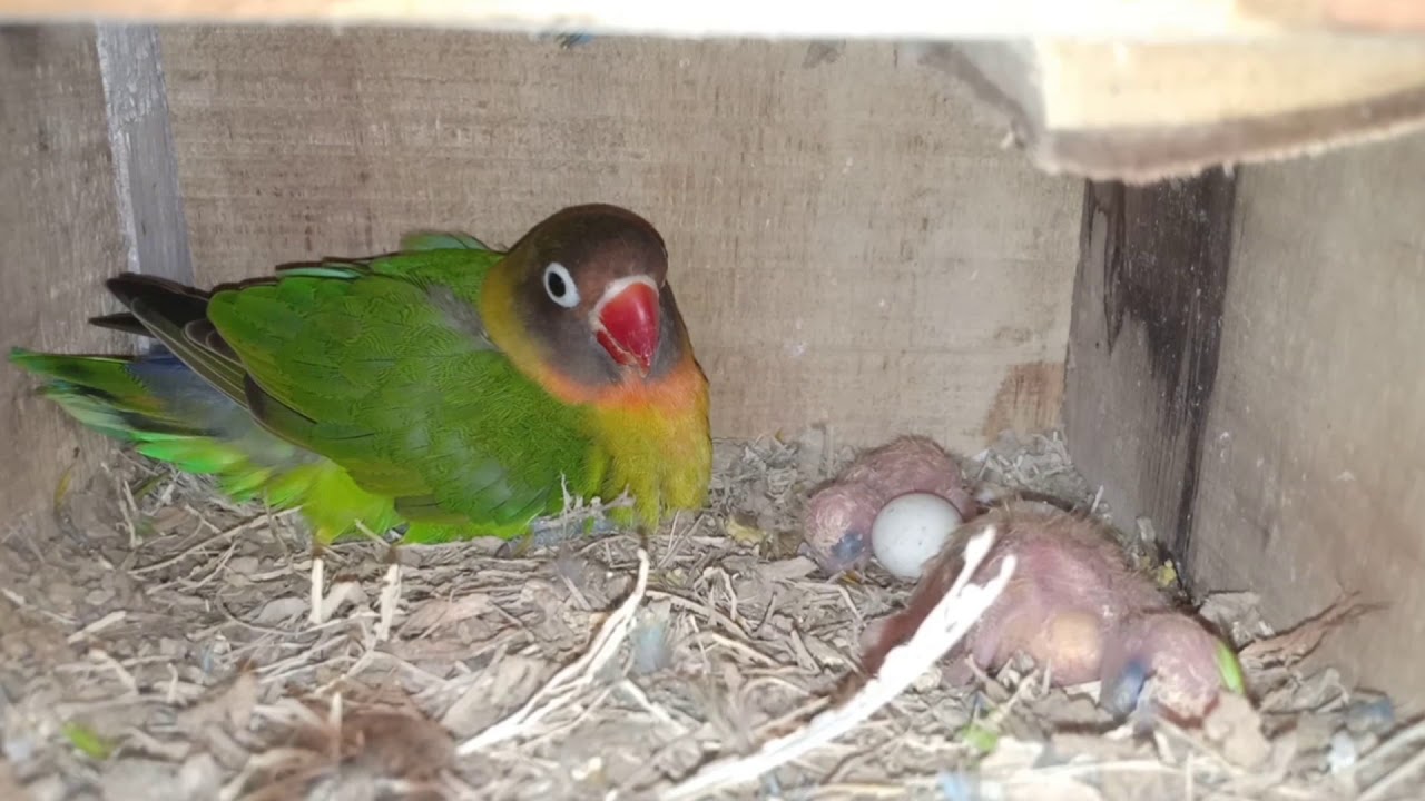 ANAK BURUNG LOVEBIRD USIA 5HARI 
