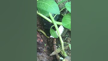 Cận cảnh ốc bươu đen đẻ trứng