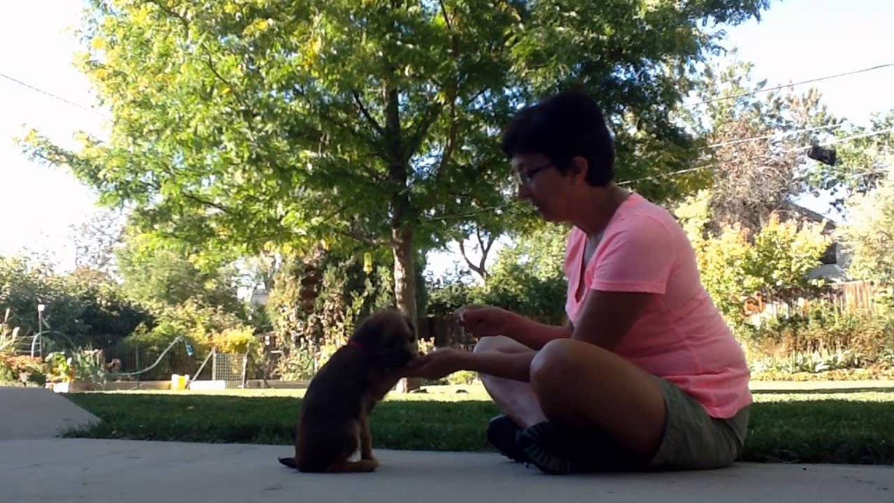 How to Teach Your Puppy to Shake - YouTube