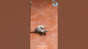 Tắc kè đối mặt rắn săn mồi #shortvideo #dongvat #thưgiãn #snake #animals #shorts #wildlife
