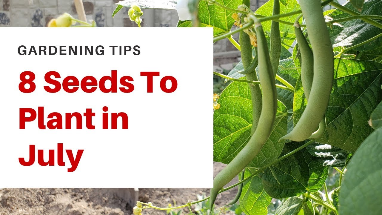 8 Crops You Can Still Plant In July YouTube