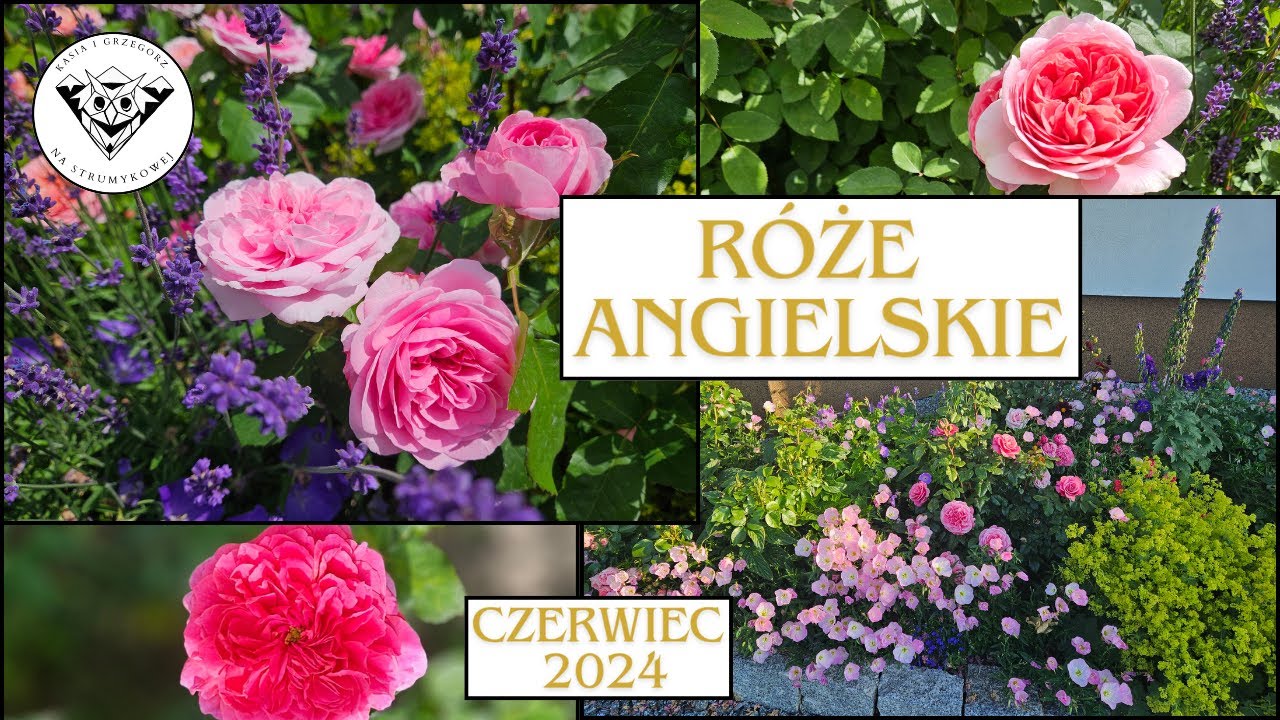 Róże angielskie