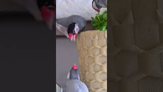 ギャルルとなく文鳥 #javasparrow #birds
