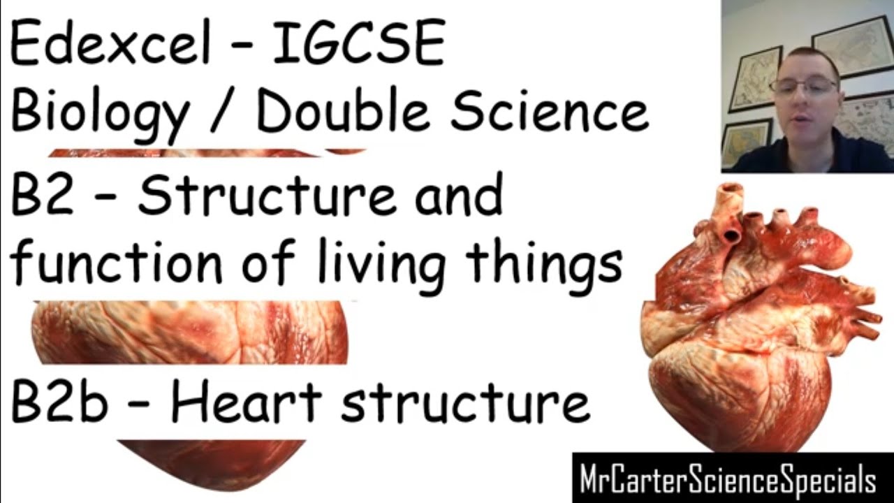Heart Structure - Edexcel International GCSE (9-1) Biology and Double ...