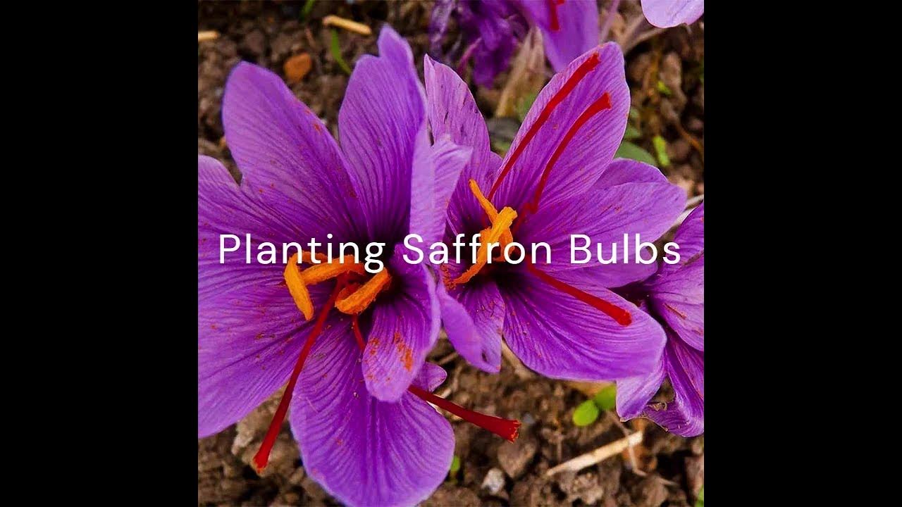 planting-saffron-the-world-s-most-expensive-spice-in-nova-scotia