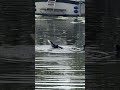 Ducks fight to the death. Nature is brutal