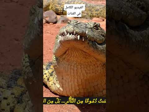 حقيقة دموع التماسيح اشتراك البرية هل تعلم