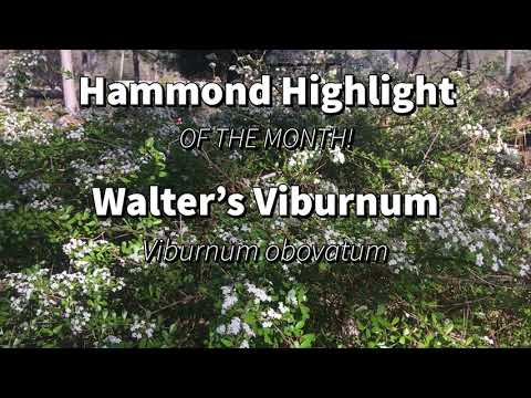 Video: Viburnum vesikkel: planting og stell
