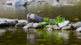 Silex Clam Harmony: Echoes of the Deep