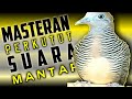 Perkutut Lokal Suara Menggelegar Masteran Perkutut Malas Mp3 - Mp4 Download