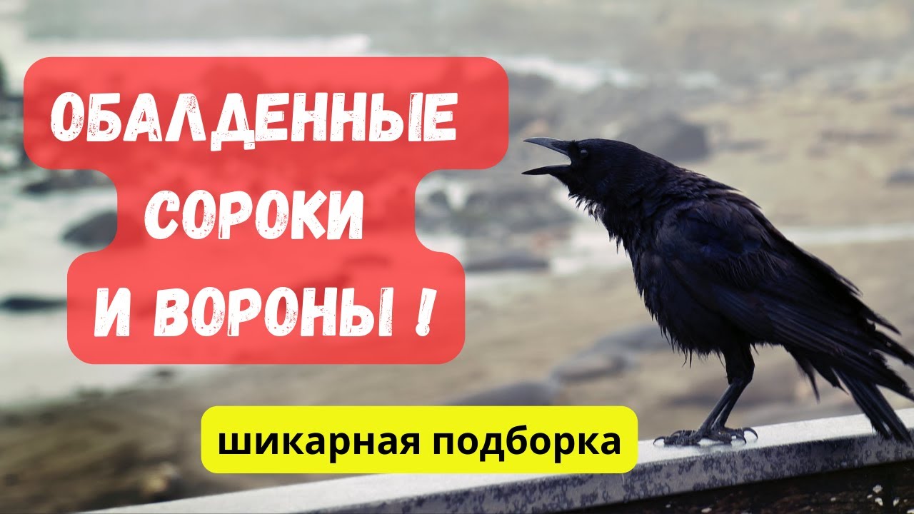 Какие классные, просто обалденные вороны и сороки! Веселая подборка ...