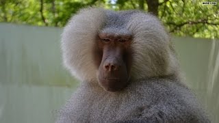 Monkeying around with Gonga, the artist