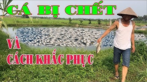 Cá Chết Trắng ao, Và cách khắc phục - Thế Giới Xanh
