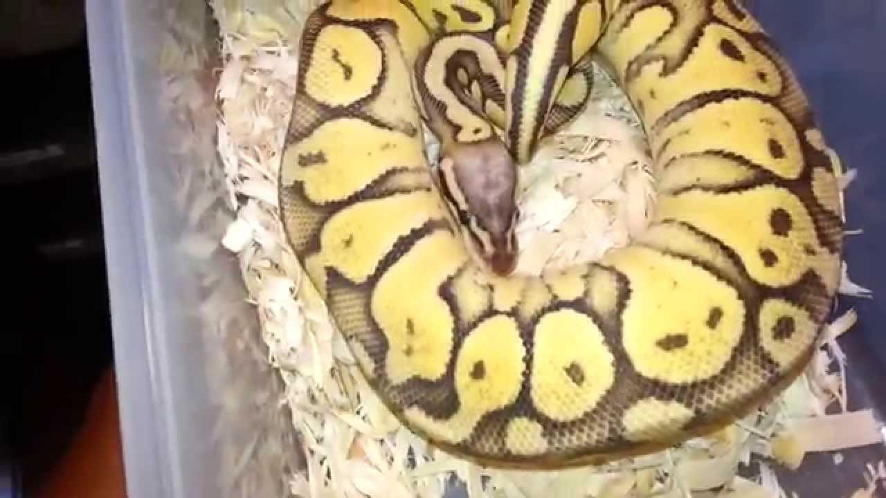 pythons for sale Available