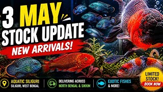 3 May Stock Update 🐠 New Exotic Fish Available ❤️ North Bengal &amp; Sikkim 🚚 #AquaticSiliguri