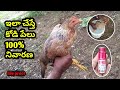 Kodi pelu nivarana      hen lice remove  treatment of lice