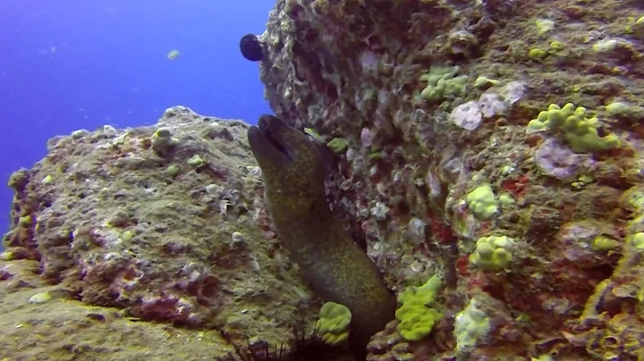 Diving on Maui